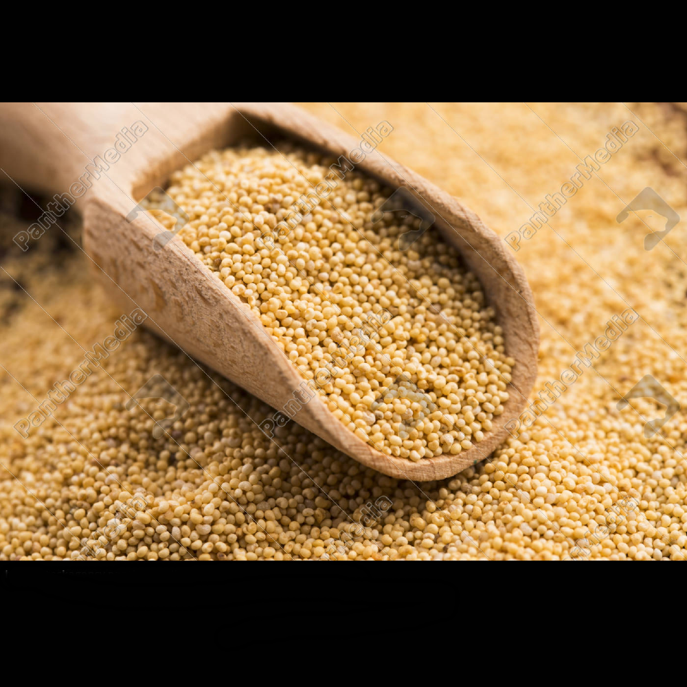 Poppy Seeds- Posto Dana - Image 6